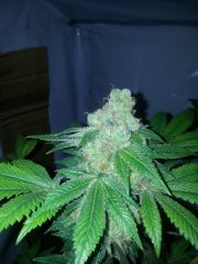 sourdiesel1