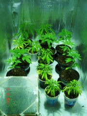 clones antes transplante