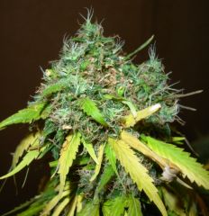 003 Nls topbud