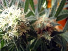 PSC#2 BUDS EM DIFERENTES ESTAGIOS 1