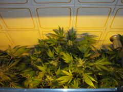 SOUR AK 7week De cima