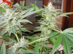 darkstar buds resinosos De high times