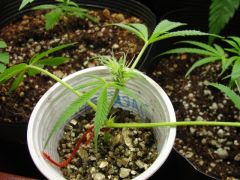 darkstar late clones