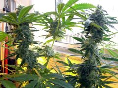 darkstar buds De high times De outro angulo