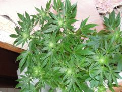 sour Ak 4 Sem flora De cima