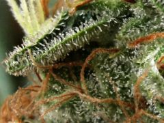 macro Bud Psc #3