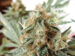 Top Bud psc#3