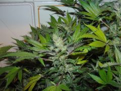 SOUR AK 7 week amarelando