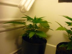 SKUNK2 3 SEMANAS