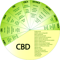 cannabinoids2