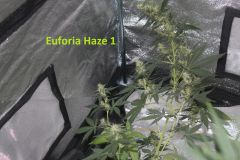 Euforia Haze 1 (03/06/2011)