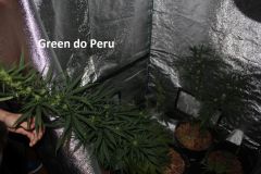 Green do Peru (03/06/2011)