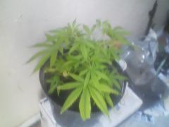 Indica com 1 poda