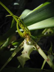 Brassia