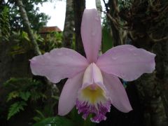 Cattleya