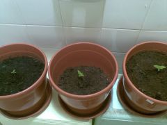 grow-bathroom