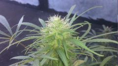 Detalhe do BUD 2012 07 08 14 23 13 25