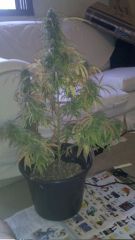 Bonsai de Cannabis 2012 07 27 17 04 45 416