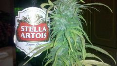 Cannabis and Beer 2012 07 27 17 57 38 475