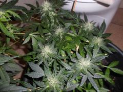 Auto Black Jack 30 dias de Floração