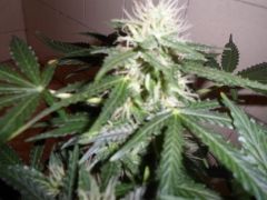 Auto Black Jack 30 dias de Floração