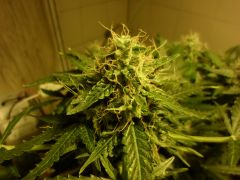 Auto Black Jack 21/06/2013, TOP Bud 43 dias de flora