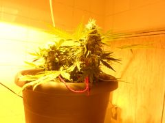 Auto Black Jack 40 dias de floração iniciei rega com Overdrive