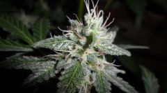 Auto Black Jack, 52 dias de Flora.