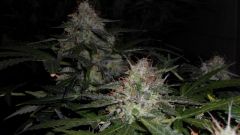 Auto Black Jack 21/06/2013, TOP Bud´s 46 dias de flora