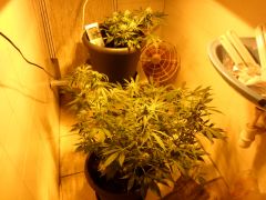 Grow  15/06/2013 visão da Auto Sweet Tooth e Black Jack  40 dias de floração iniciei rega com Overdrive nela