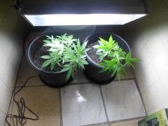 Auto Black Jack & Auto Sweet Tooth