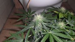 Auto Black Jack 20 dias de Floração