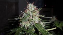 Auto Black Jack 21/06/2013, TOP Bud 46 dias de flora