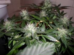 Auto Black Jack 30 dias de Floração