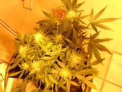 Auto Black Jack 40 dias de floração iniciei rega com Overdrive