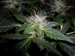 Auto Black Jack 30 dias de Floração