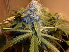 Auto Black Jack 21/06/2013, TOP Bud 43 dias de flora