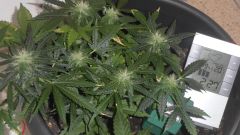 Auto Black Jack 20 dias de Floração