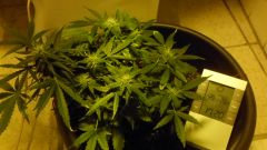 BUB´s Auto Black Jack