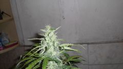 Auto Sweet Tooth, 35 dias de Flora.