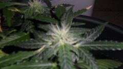 Auto Black Jack 20 dias de Floração