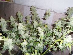 Colheita Auto Sweet Tooth 51 dias de flora 30 dias de vega Total : 81 dias de vida.