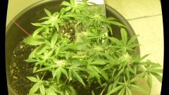 Auto Black Jack