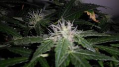 Auto Black Jack 20 dias de Floração