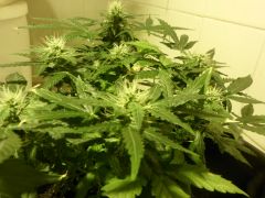 Auto Black Jack