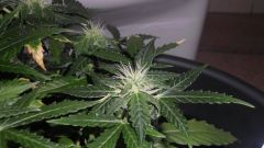 Auto Black Jack 20 dias de Floração