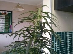 Planta B 30122012