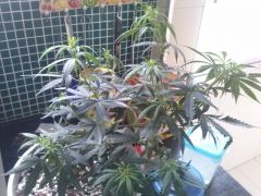 Planta A 16122012