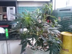 Planta A 16122012