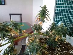 Planta D 30122012